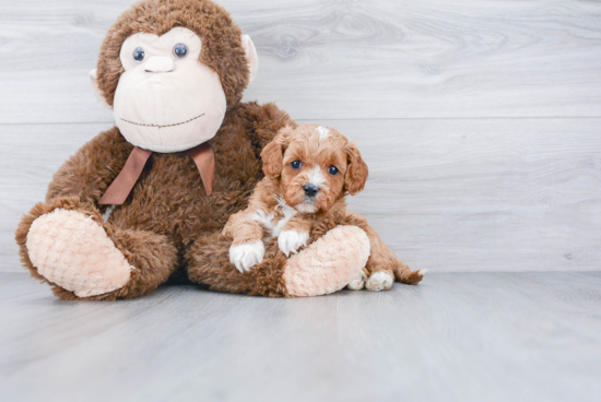 Cavapoo Pup Being Cute