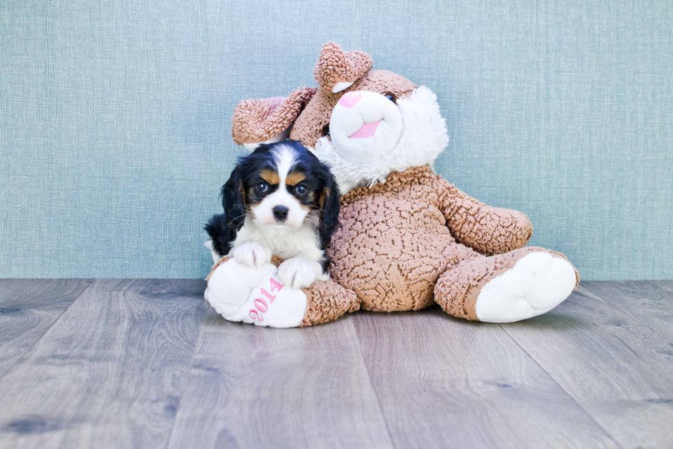 Cavalier King Charles Spaniel Pup Being Cute