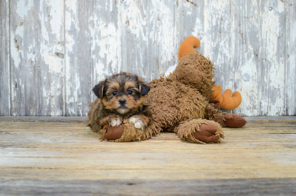 Playful Shorkie Designer Puppy