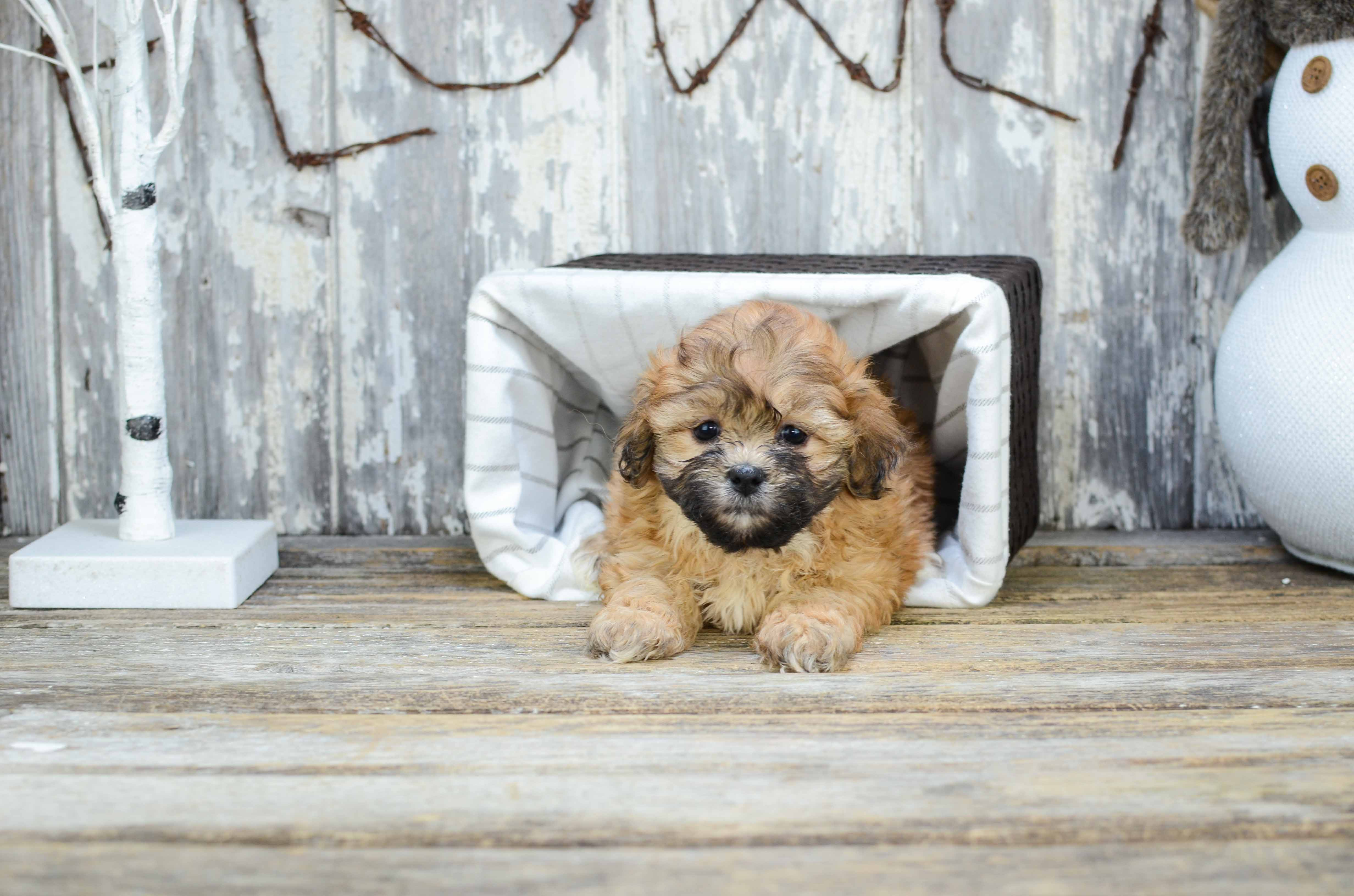 Best Teddy Bear Baby
