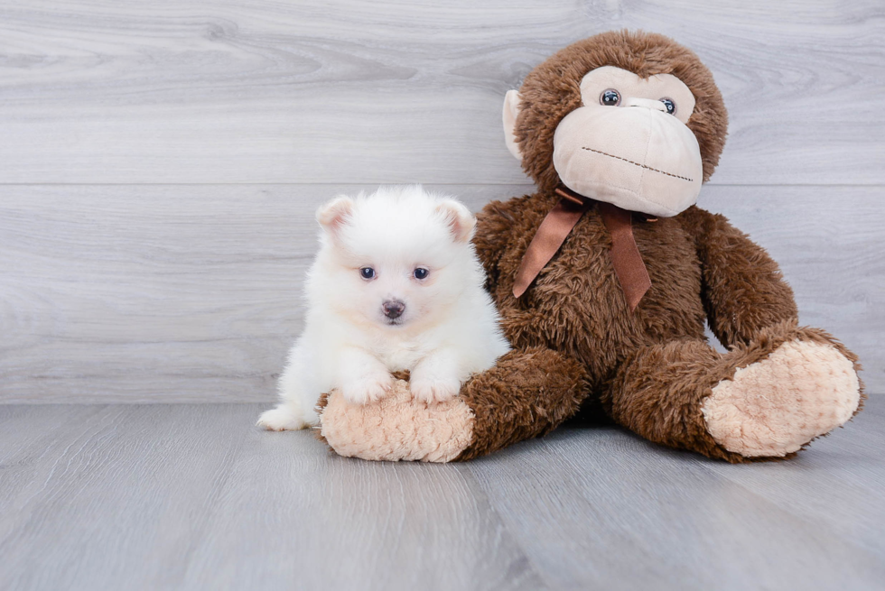 Happy Pomeranian Purebred Puppy