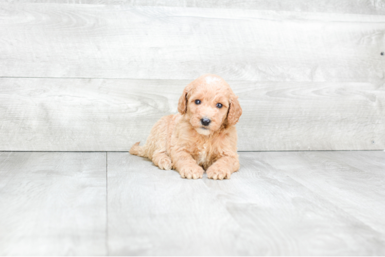 Best Mini Goldendoodle Baby