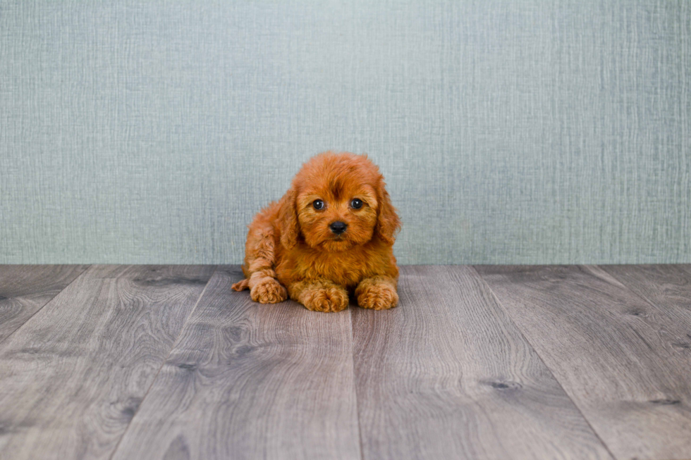 Best Cavapoo Baby