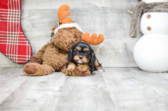 Fluffy Cavalier King Charles Spaniel Purebred Puppy