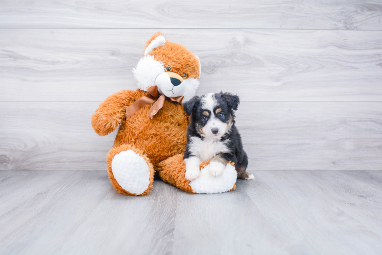 Mini Aussiedoodle Puppy for Adoption