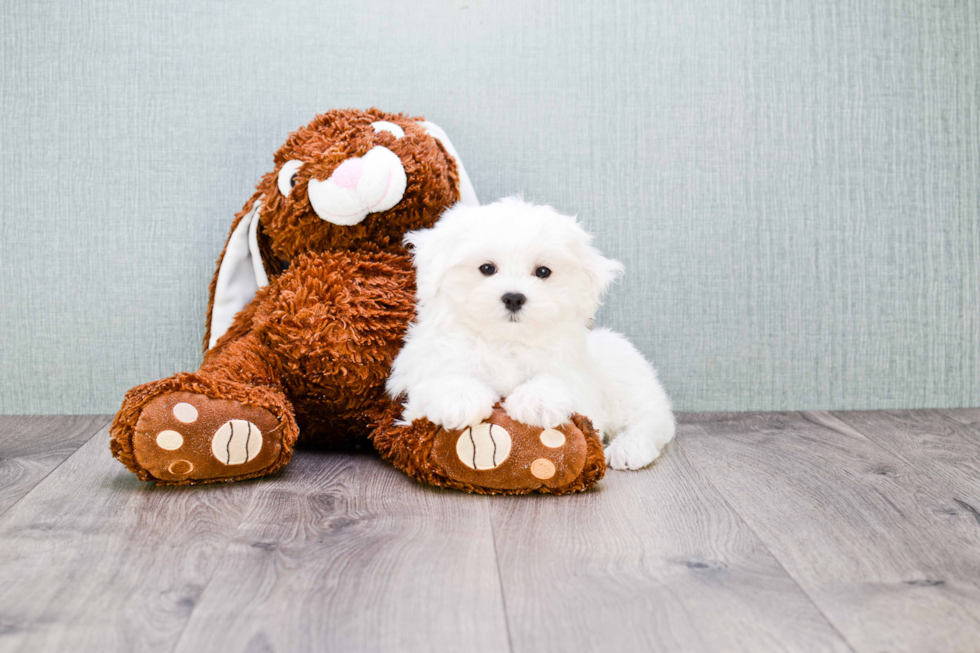 Small Maltese Baby