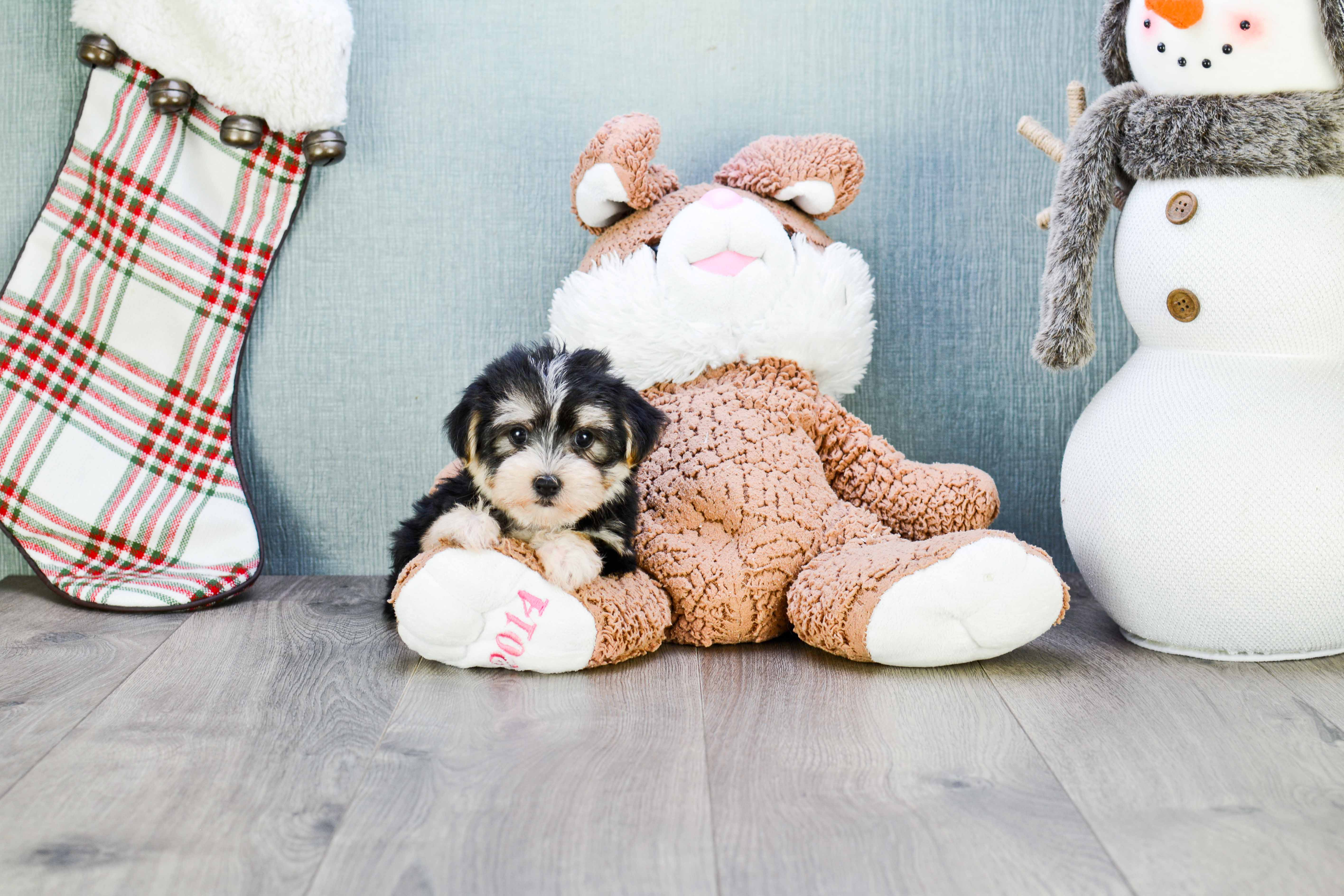Energetic Yorkie Designer Puppy