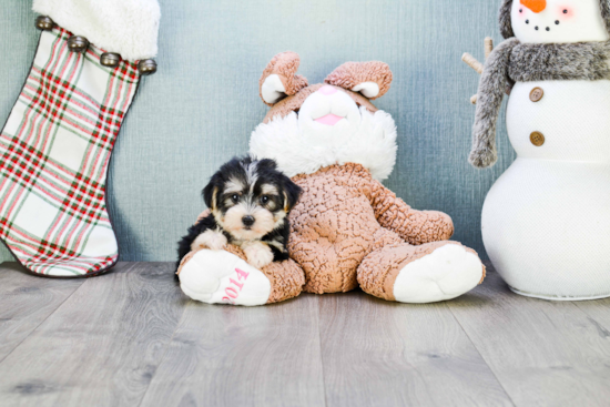 Energetic Yorkie Designer Puppy