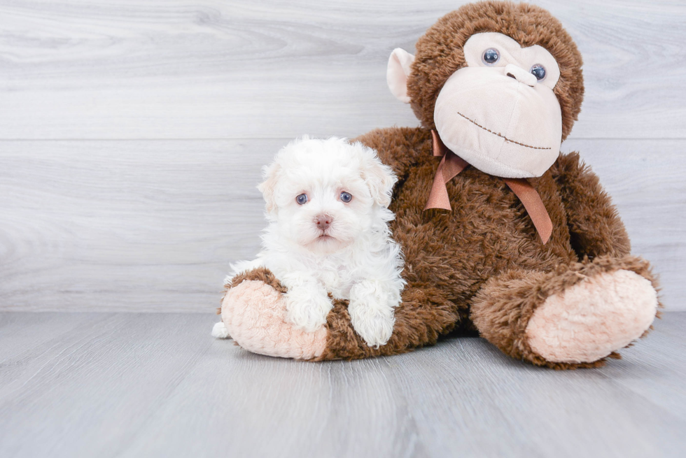 Funny Havanese Baby