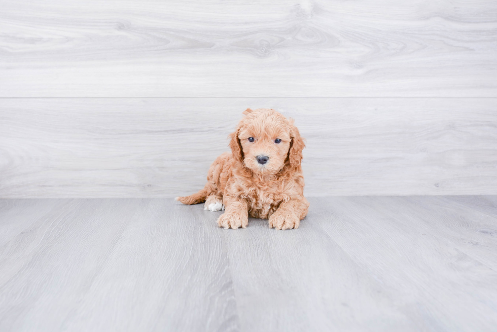 Best Mini Goldendoodle Baby