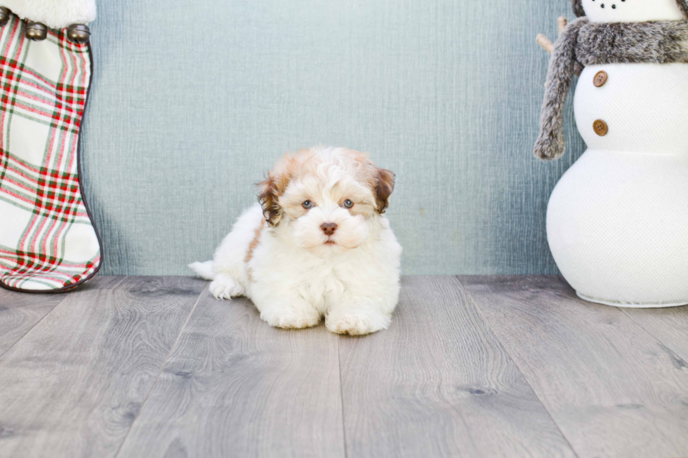 Best Havanese Baby