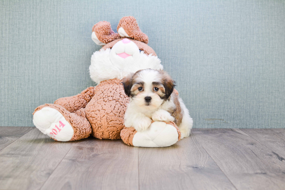 Fluffy Teddy Bear Designer Pup