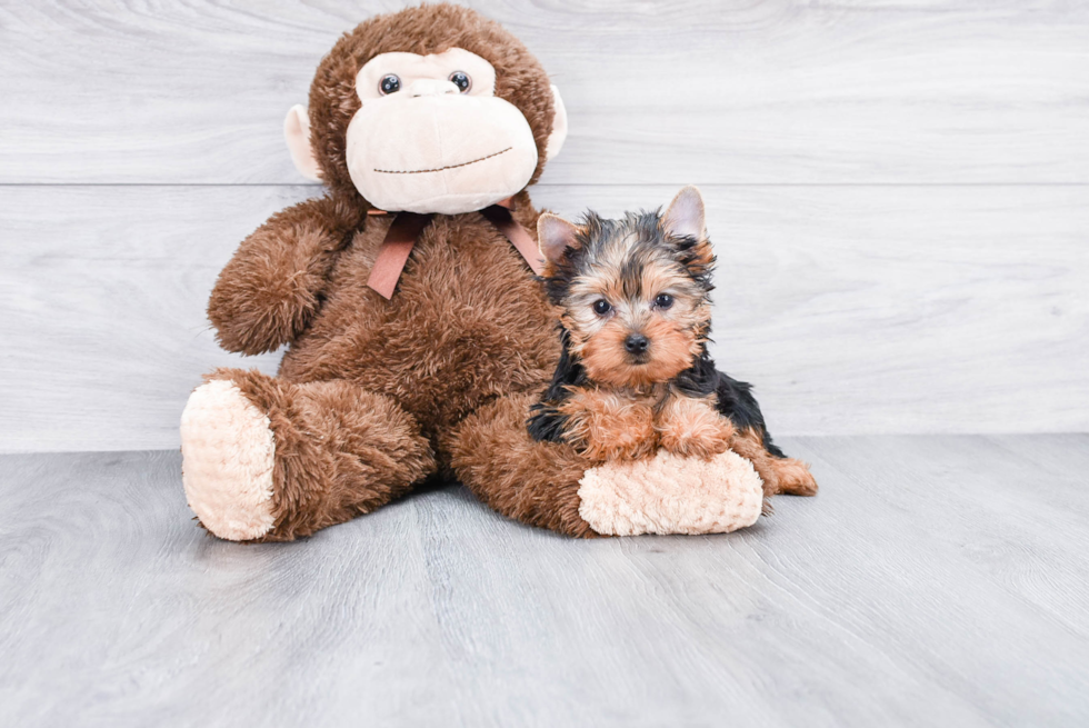 Meet Giselle - our Yorkshire Terrier Puppy Photo 