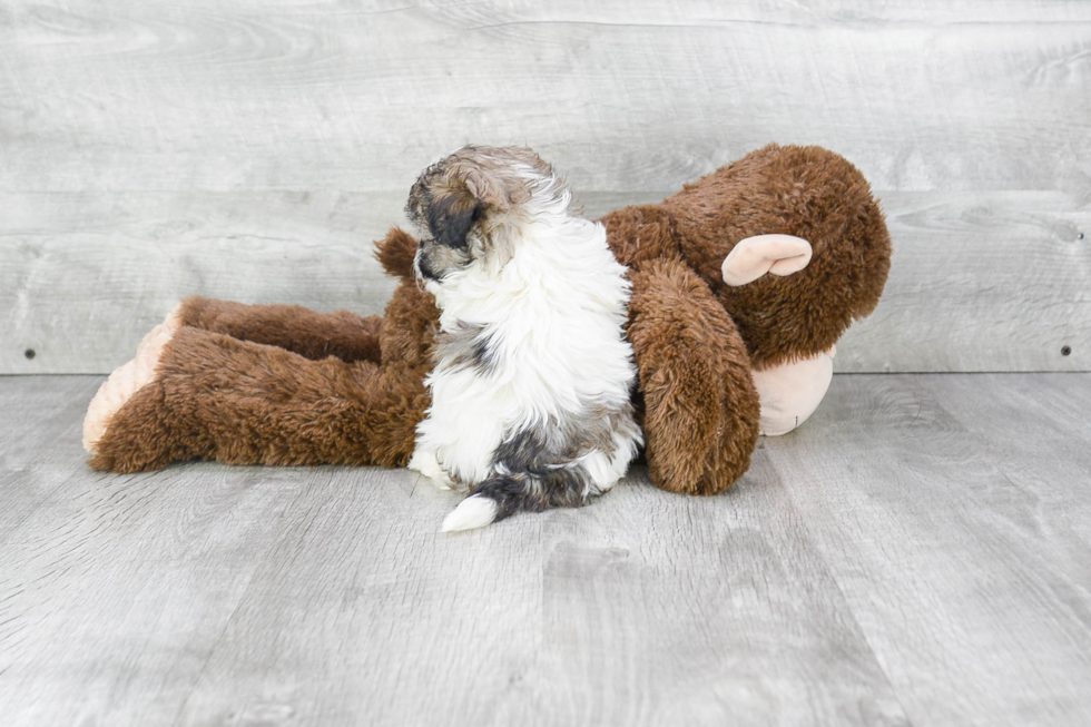 Maltipoo Pup Being Cute