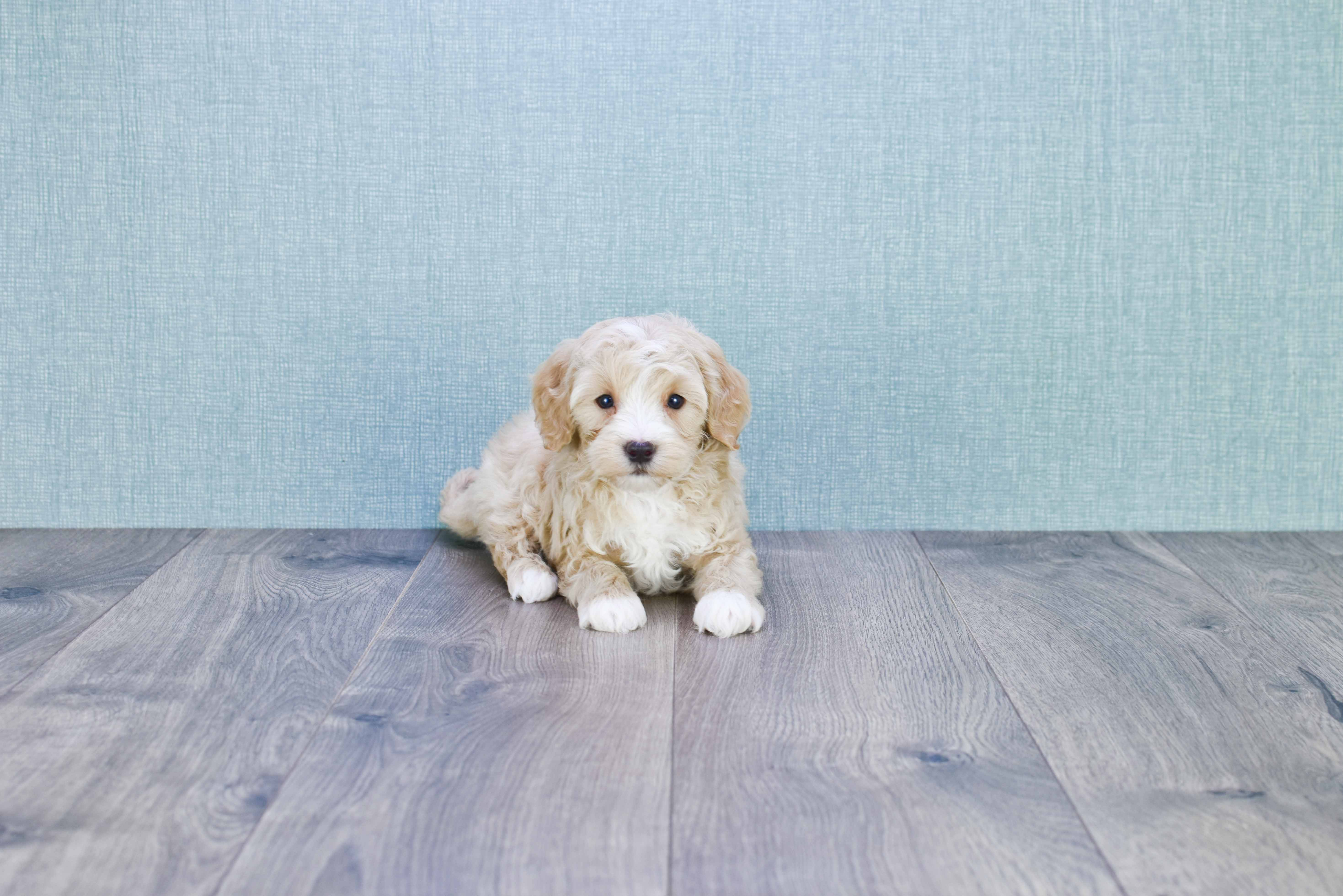 Mini Goldendoodle Puppy for Adoption