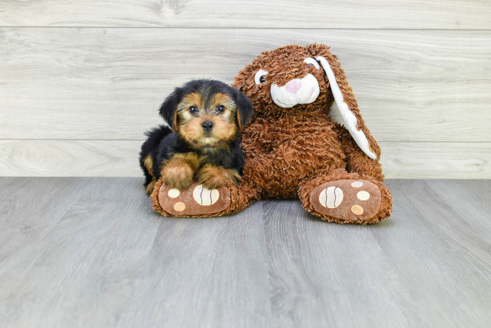 Meet Snickers - our Yorkshire Terrier Puppy Photo 