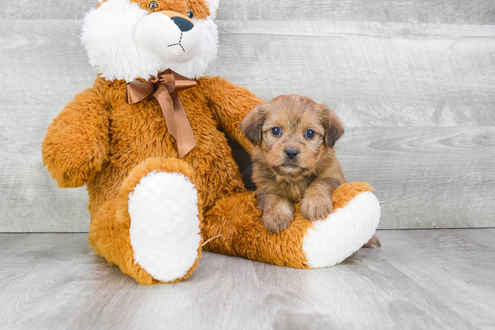 Energetic Shorkie Designer Puppy