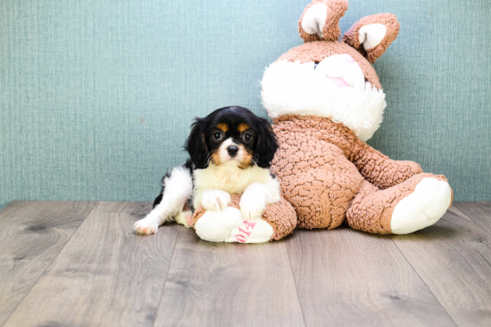 Cavalier King Charles Spaniel Puppy for Adoption