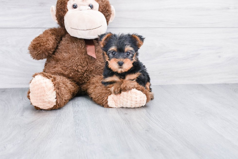 Meet Ronaldo - our Yorkshire Terrier Puppy Photo 