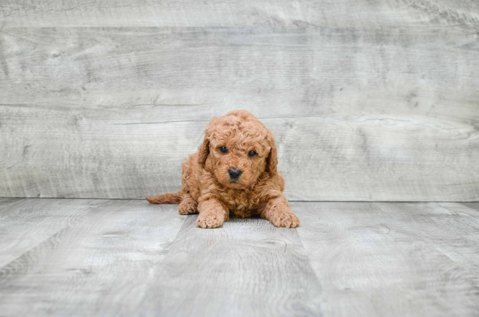 Happy Mini Goldendoodle Baby