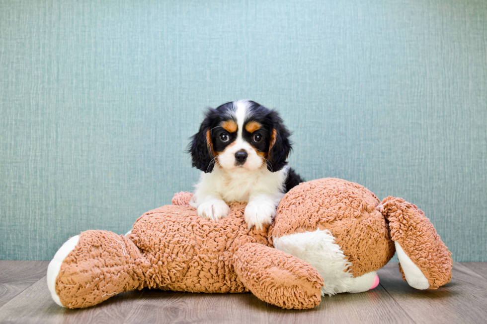 Playful Cavalier King Charles Spaniel Purebred Pup