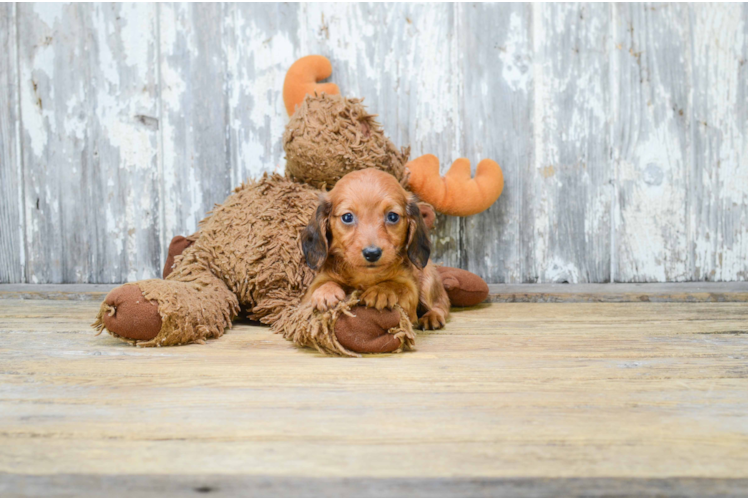 Cute Dachshund Purebred Puppy