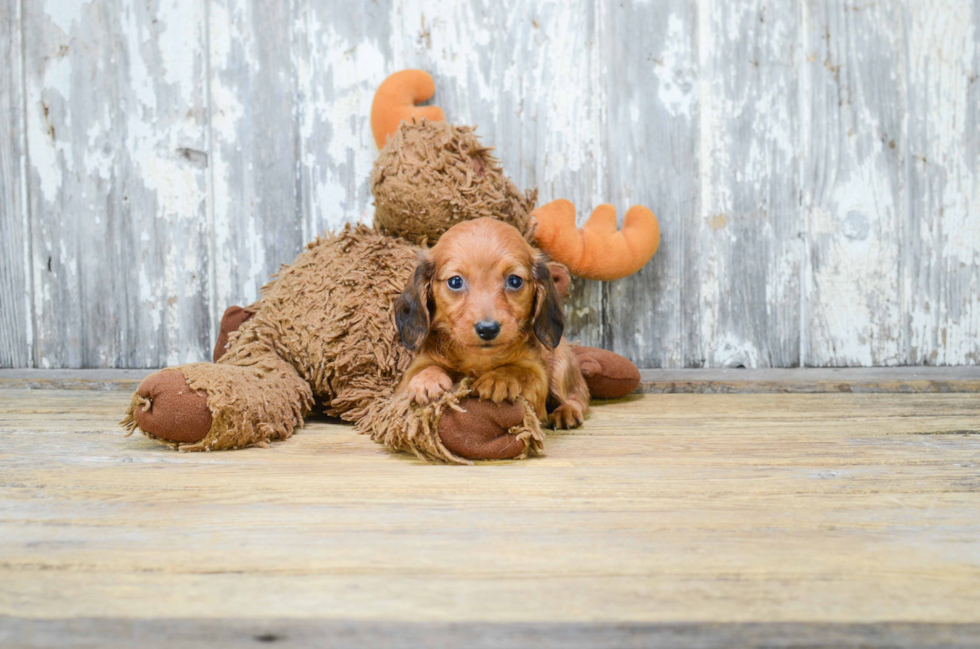 Cute Dachshund Purebred Puppy