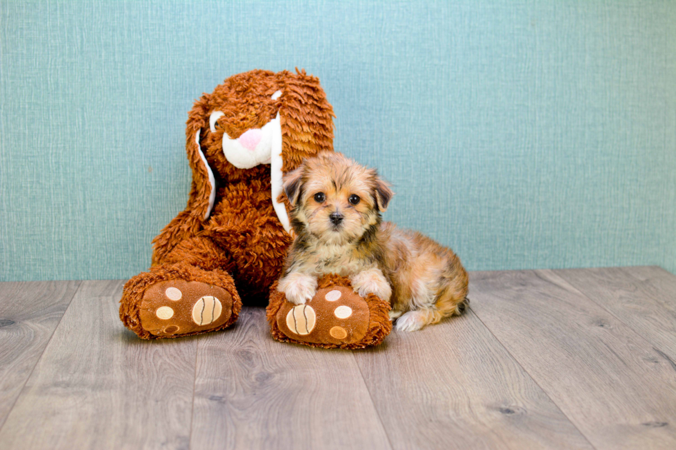 Petite Morkie Designer Pup