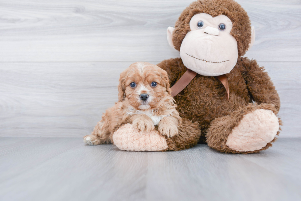 Best Cavapoo Baby