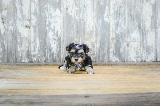 Best Morkie Baby