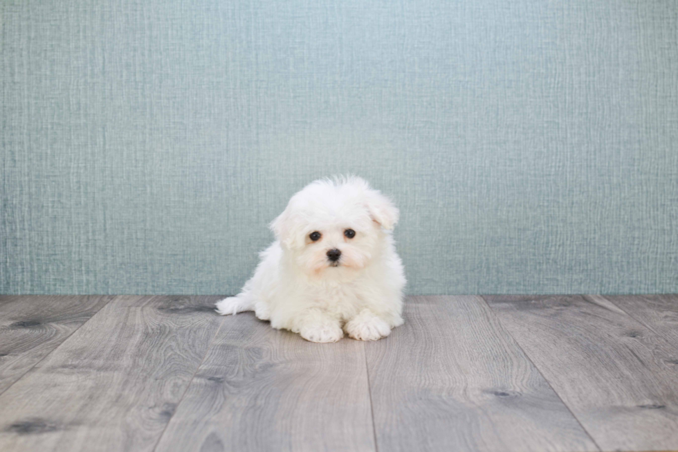 Little Maltepoo Poodle Mix Puppy