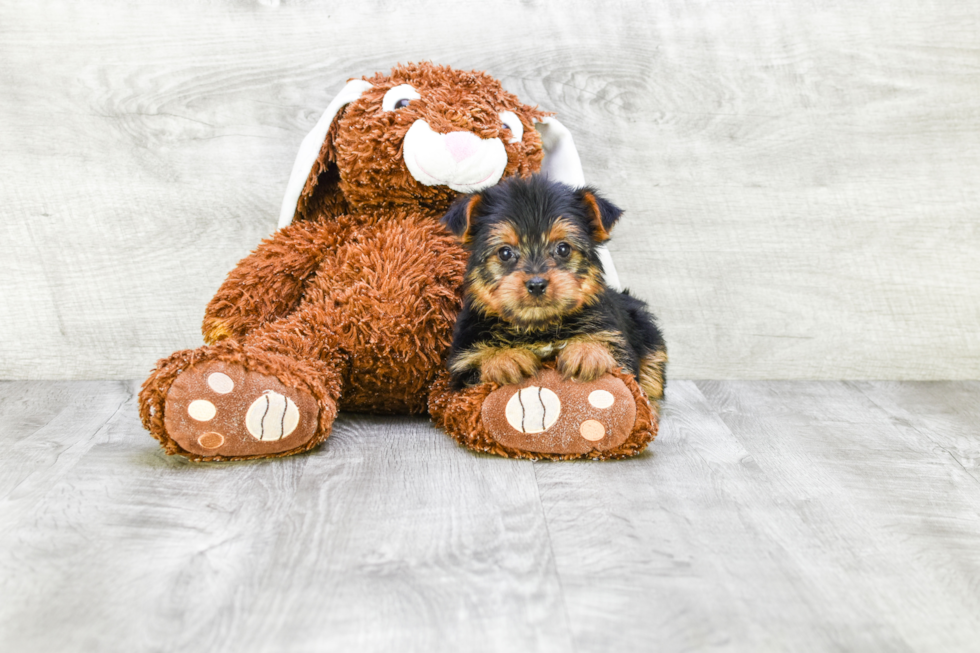 Meet Izzie - our Yorkshire Terrier Puppy Photo 