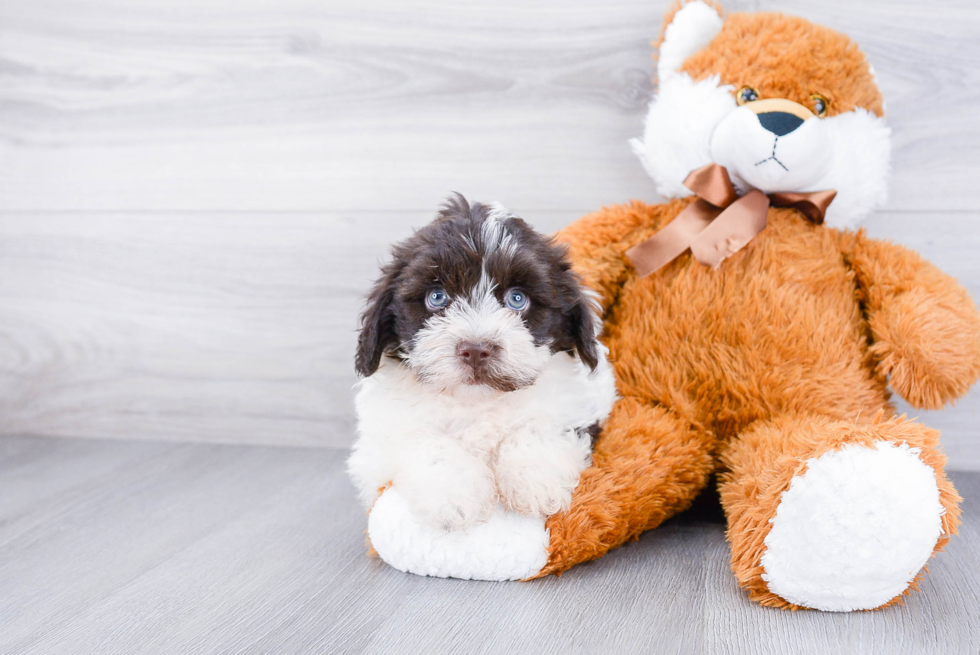 Energetic Havanese Purebred Puppy