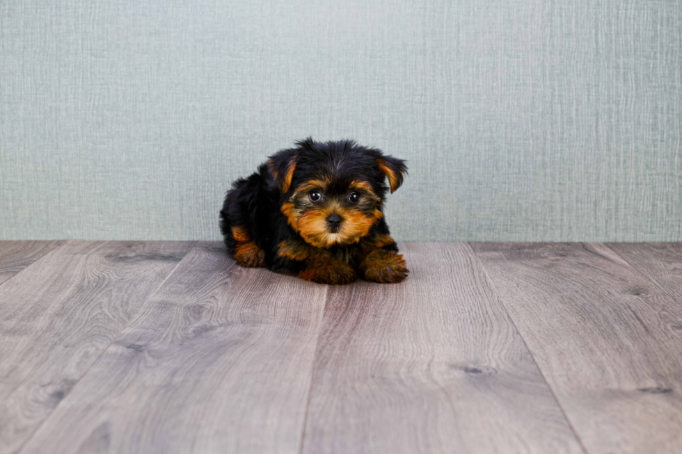 Meet Beckham - our Yorkshire Terrier Puppy Photo 