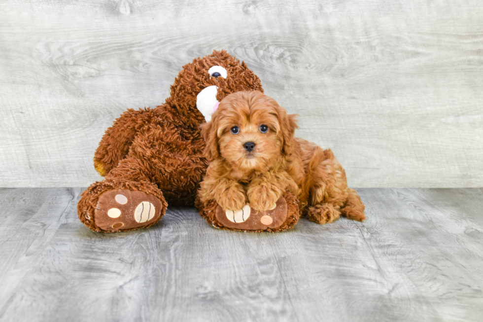 Smart Cavapoo Poodle Mix Pup