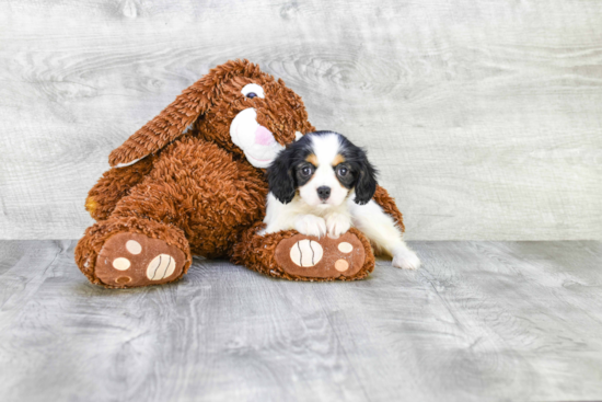 Akc Registered Cavalier King Charles Spaniel Baby