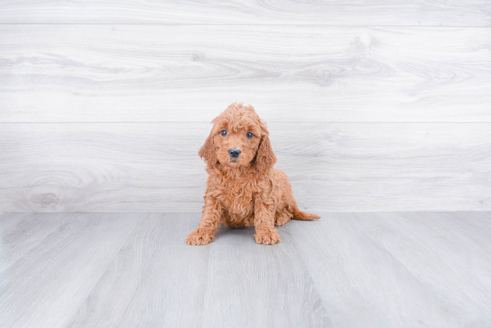 Mini Goldendoodle Pup Being Cute