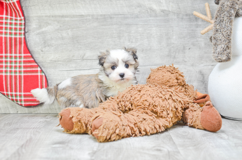 Playful Havanese Purebred Pup