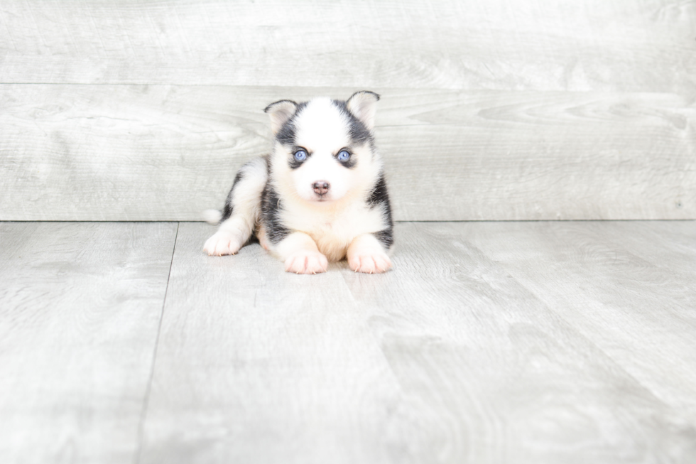 Smart Pomsky Designer Pup