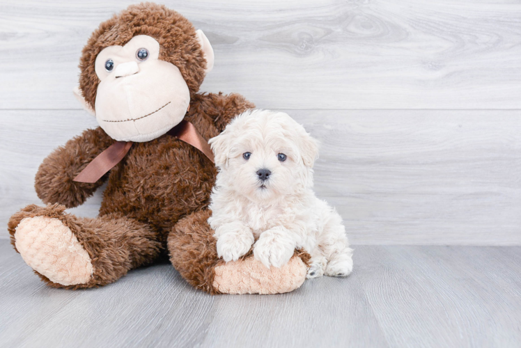 Friendly Maltipoo Baby