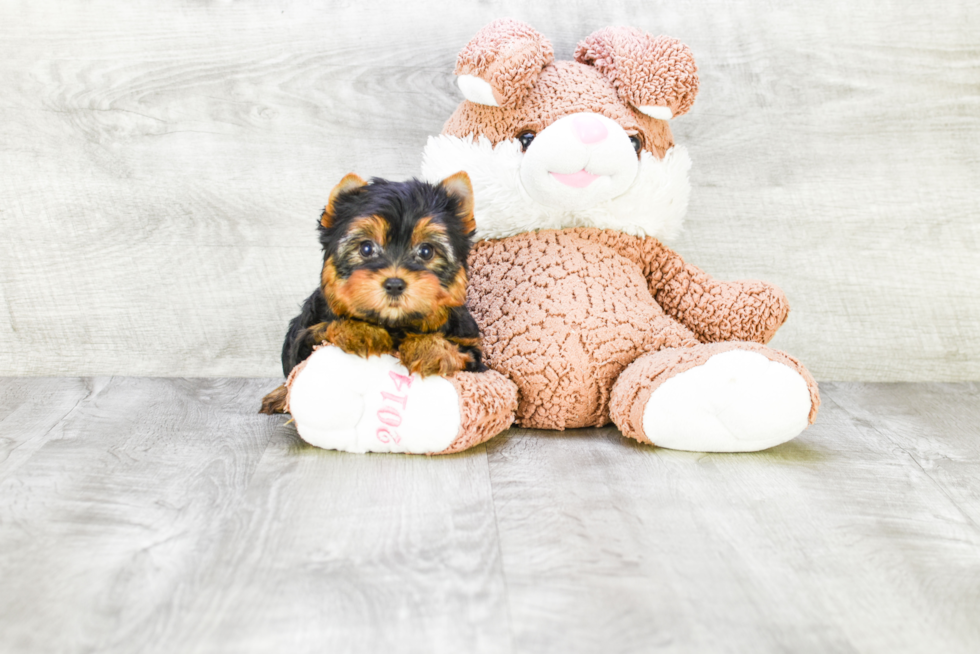 Meet Victoria - our Yorkshire Terrier Puppy Photo 