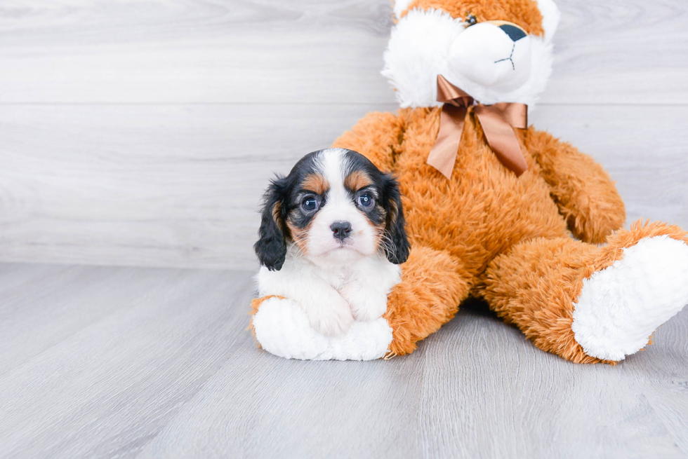 Best Cavalier King Charles Spaniel Baby