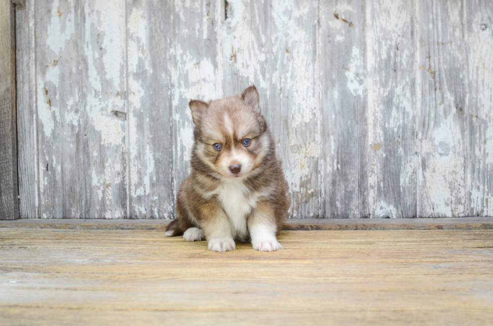 Pomsky Pup Being Cute