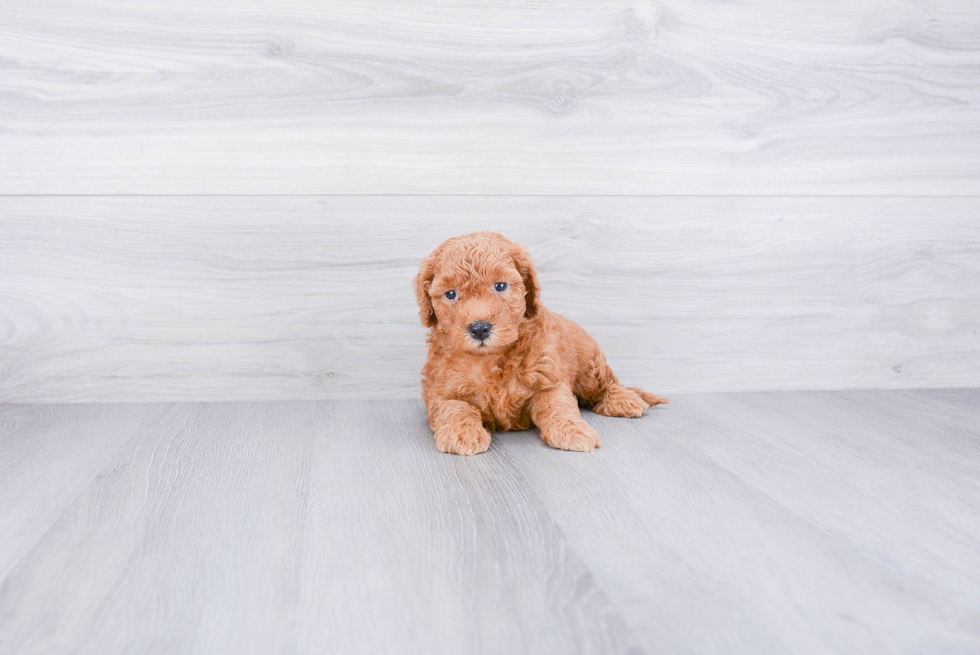 Mini Goldendoodle Puppy for Adoption