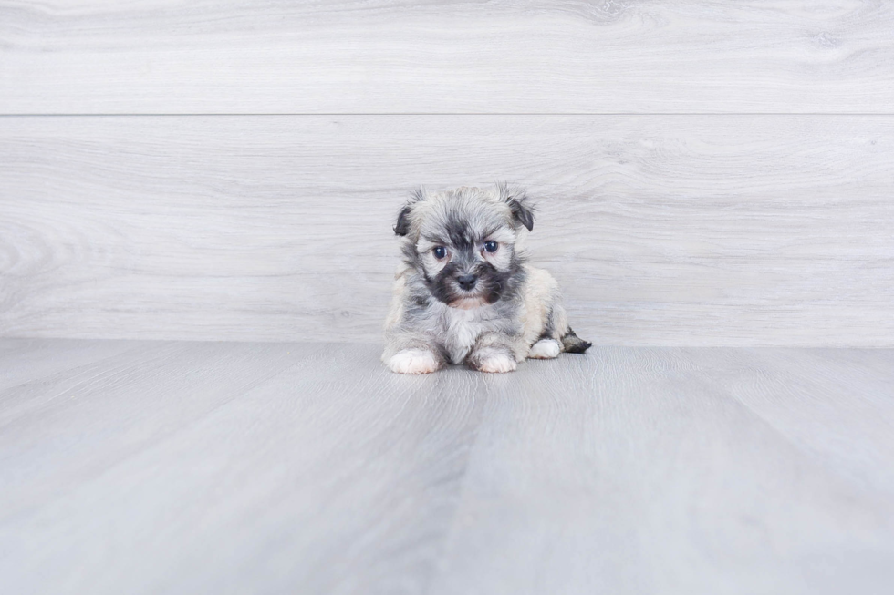 Cute Havanese Purebred Puppy