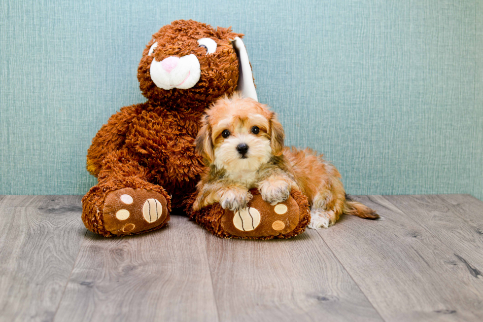 Morkie Pup Being Cute