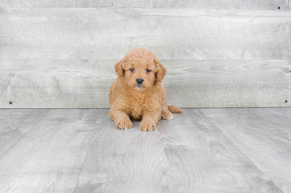 Energetic Golden Retriever Poodle Mix Puppy