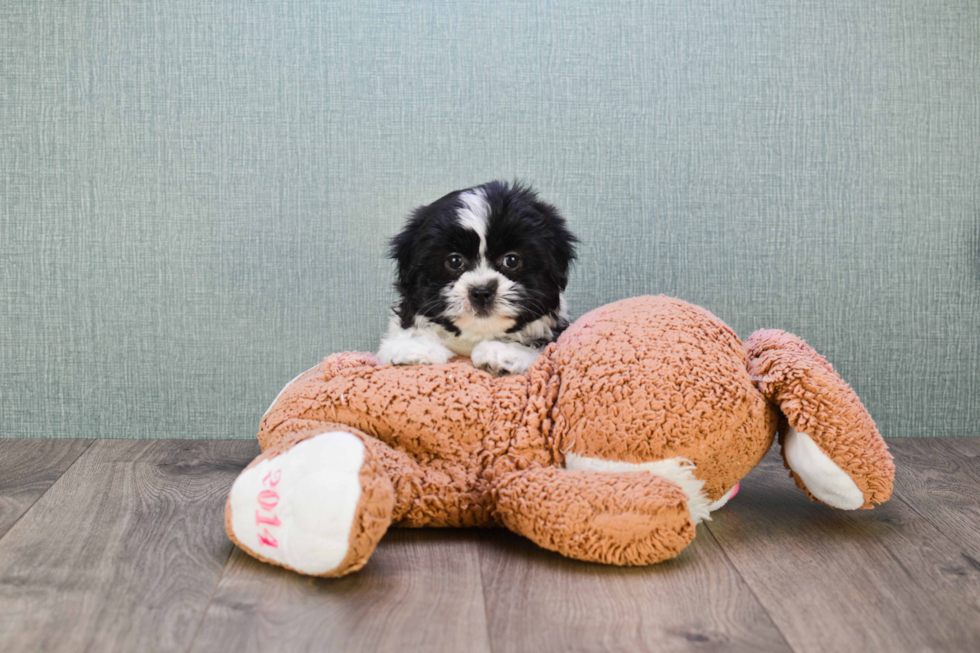 Friendly Teddy Bear Baby