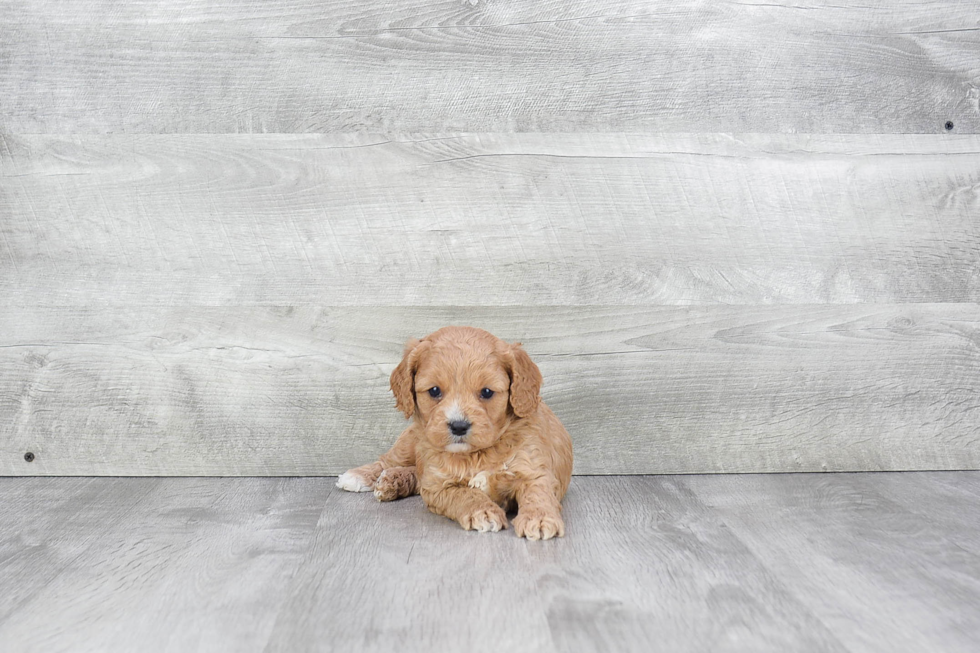 Energetic Cavoodle Poodle Mix Puppy