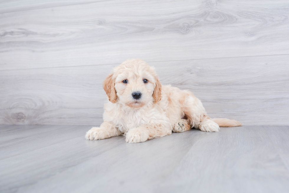 Sweet Mini Goldendoodle Baby